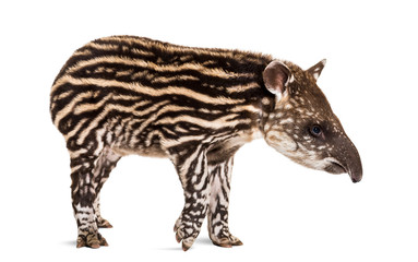 Fototapeta na wymiar Month old Brazilian tapir standing in front of white background