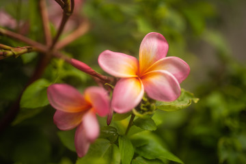 tender pink frangipani flowers on green background in tropical garden in Bali