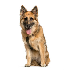 German Shepherd, 1 year old, sitting in front of white backgroun