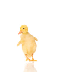 Cute little duckling