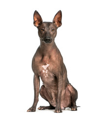 Peruvian Hairless Dog, 3 years old, sitting in front of white ba