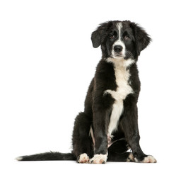 Border Collie, 3 months old, sitting in front of white backgroun
