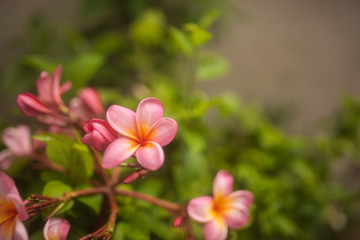 tender pink frangipani flowers on green background in tropical garden in Bali