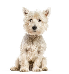 West Highland White Terrier, the Westie sitting in front of whit