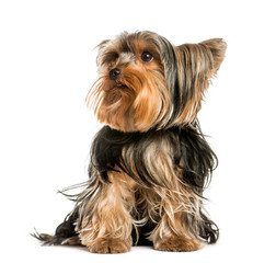 Yorkshire Terrier, 2 years old, sitting in front of white backgr