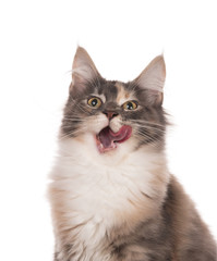 Maine Coon kitten