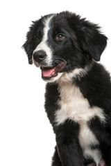Border Collie, 3 months old, sitting in front of white backgroun