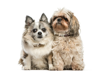 Mixed-Breed dog sitting in front of white background