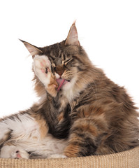 Maine Coon kitten