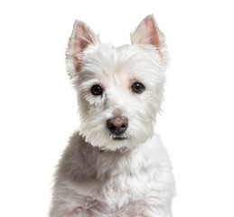 West Highland White Terrier, 3 years old, in front of white back