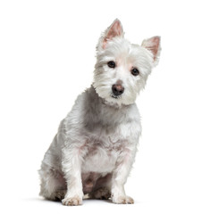 West Highland White Terrier, 3 years old, sitting in front of wh