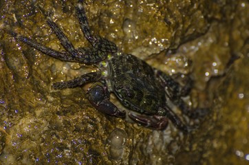 Esemplare di granchio mediterraneo su scogli