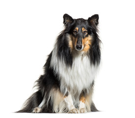 Rough Collie, 3 years old, sitting in front of white background