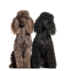 Poodle, 6 and 12 years old, sitting in front of white background