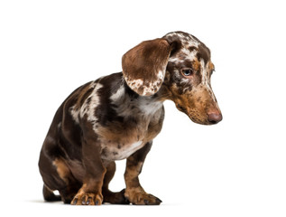 Dachshund, 5 months old, sitting in front of white background