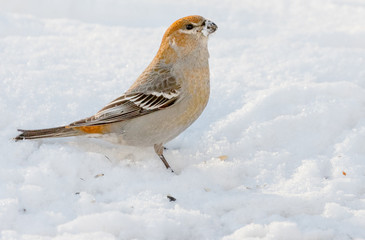 Pine Grosbeak