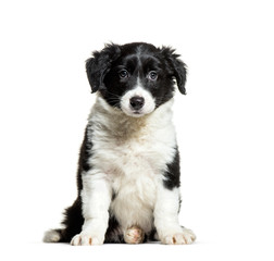 Border Collie, 9 weeks old, sitting in front of white background