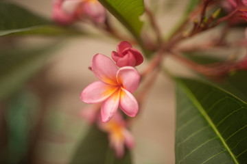 tender pink frangipani flowers on green background in tropical garden in Bali