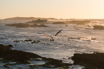 Fototapeta premium Sunset Over the Rocks of Atlantic Ocean in Morocco