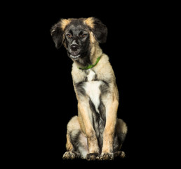 Mixed-breed dog, 3 months old, in park