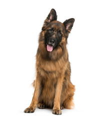 Old German Shepherd Dog sitting in front of white background