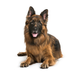 Old German Shepherd Dog lying in front of white background