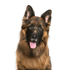 Old German Shepherd Dog in front of white background