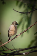 Female pied bush chat