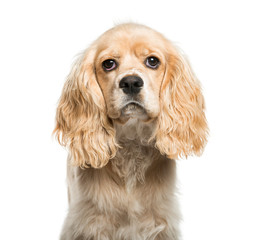 American Cocker Spaniel, 5 months old, in front of white backgro