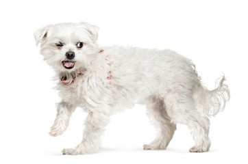 Mixed-breed dog in front of white background