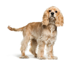 American Cocker Spaniel, 5 months old, in front of white backgro