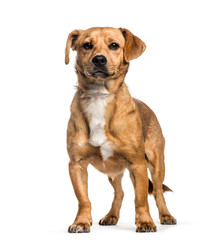 Mixed-breed dog, 1 year old, in front of white background