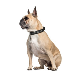 French Bulldog, 6 years old, sitting in front of white backgroun