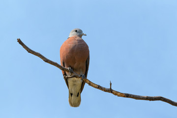 Red Collared Dove, Red Turtle Dove or Streptopelia tranquebarica, red bird perching on branch with blue sky background in Thailand.