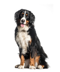Bernese Mountain Dog, 1 year old, sitting in front of white back