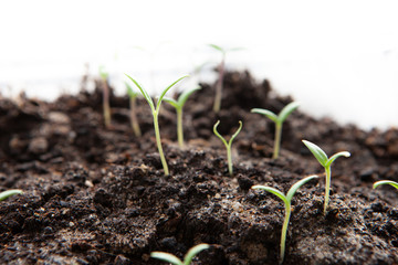 Selective close-up of green seedling. Green salad growing from seed
