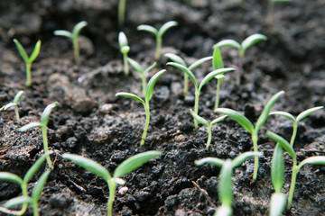 Selective close-up of green seedling. Green salad growing from seed