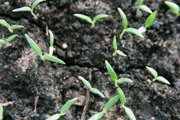 Selective close-up of green seedling. Green salad growing from seed