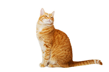 Red cat sits with a proud look and looks haughtily. Isolated on white. Copyspace.