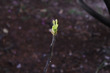 young plant 