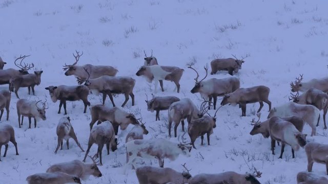 A herd of reindeer is grazing in the tundra