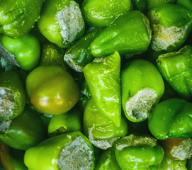 frozen bell-peppers stuffed with meat and rice