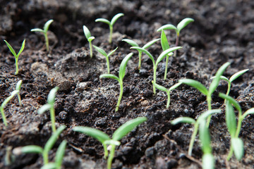 Selective close-up of green seedling. Green salad growing from seed