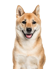 Shiba Inu, 2 years old, in front of white background