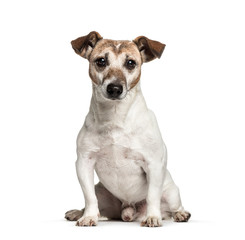Old Jack Russell, 12 years old, sitting in front of white backgr