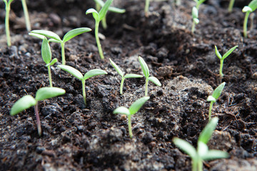 Selective close-up of green seedling. Green salad growing from seed