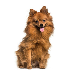 Pomeranian, 1 year old, sitting in front of white background