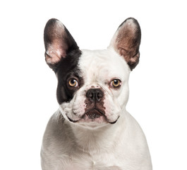 French Bulldog, 2 years old, in front of white background