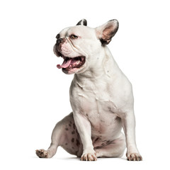 French Bulldog, 2 years old, sitting in front of white backgroun