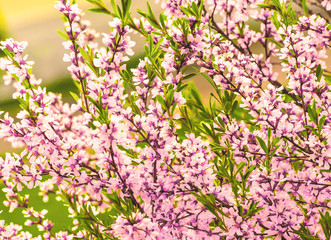 Fototapeta premium springtime blooming of garden plants